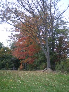 Autumn Tree
