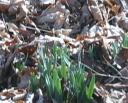 Daffodil Sprouts