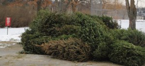 Many trees had been dropped off at the end of January.