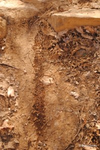 There were parts of this trail where I had trouble finding a footing. I couldn't believe people mountain biked here.