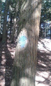 Blue trail is in the 5.5 mile race