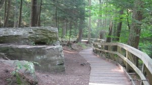 Boardwalk along the Overlook Trail at Salt Springs State Park