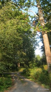 You may be directed to a road to get from one trail to another.