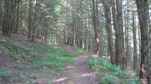 Bunny Trail - I think