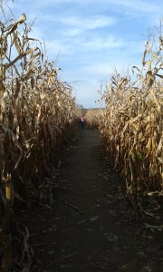 Corn Maze