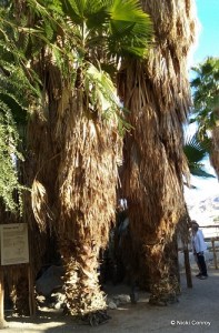 A Sight at The Living Desert