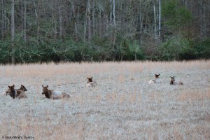 Elk in the Cataloochee Valley area